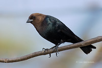 Photo - Vacher à tête brune