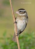 Photo - Rose-breasted Grosbeak