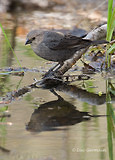 Photo - Vacher à tête brune