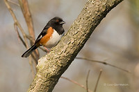 Photo - Eastern Towhee