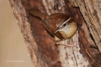 Photo - Troglodyte de Caroline