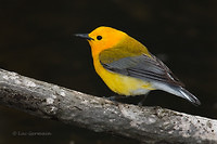 Photo - Prothonotary Warbler