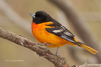 Photo - Baltimore Oriole