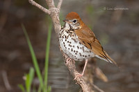 Photo - Wood Thrush