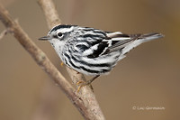 Photo - Black-and-white Warbler