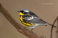 Photo - Magnolia Warbler