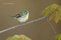 Photo - Cerulean Warbler