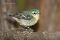 Photo - Cerulean Warbler