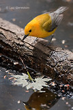 Photo - Prothonotary Warbler