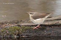 Photo - Louisiana Waterthrush