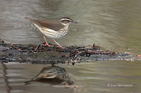 Photo - Louisiana Waterthrush