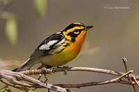 Photo - Blackburnian Warbler