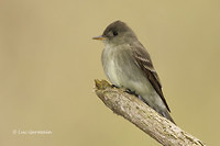 Photo - Eastern Wood-Pewee