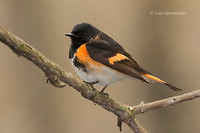 Photo - American Redstart