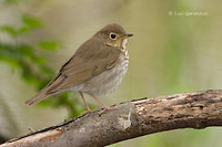 Photo - Swainson's Thrush