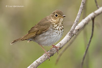 Photo - Swainson's Thrush