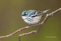 Photo - Cerulean Warbler