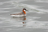 Photo - Red-necked Phalarope