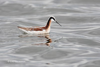 Photo - Wilson's Phalarope