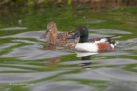 Photo - Canard souchet