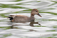 Photo - Canard chipeau