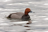 Photo - Redhead