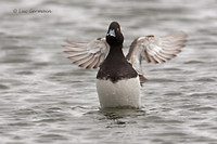 Photo - Lesser Scaup