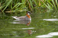 Photo - Phalarope à bec étroit