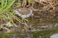 Photo - Spotted Sandpiper