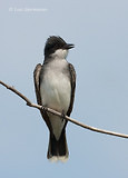 Photo - Eastern Kingbird