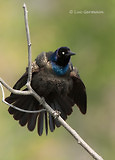 Photo - Common Grackle