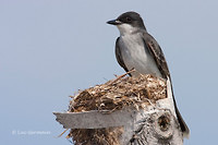 Photo - Eastern Kingbird