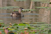 Photo - Grèbe à bec bigarré