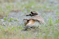 Photo - Killdeer