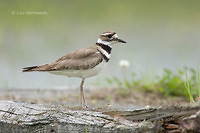 Photo - Killdeer