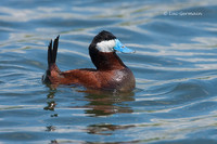 Photo - Ruddy Duck