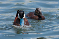 Photo - Ruddy Duck