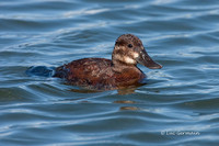 Photo - Ruddy Duck