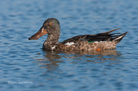 Photo - Canard souchet