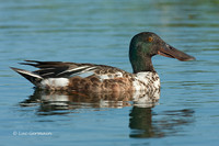 Photo - Canard souchet