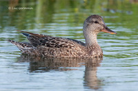 Photo - Gadwall