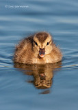 Photo - Canard chipeau