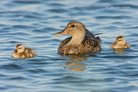 Photo - Canard chipeau