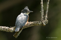 Photo - Martin-pêcheur d'Amérique