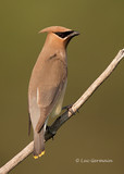 Photo - Cedar Waxwing