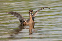 Photo - Pied-billed Grebe