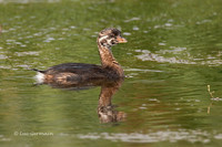 Photo - Grèbe à bec bigarré