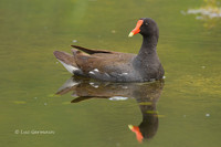 Photo - Gallinule d'Amérique