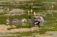 Photo - Common Gallinule