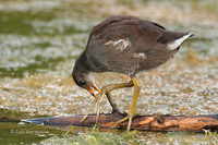 Photo - Gallinule d'Amérique